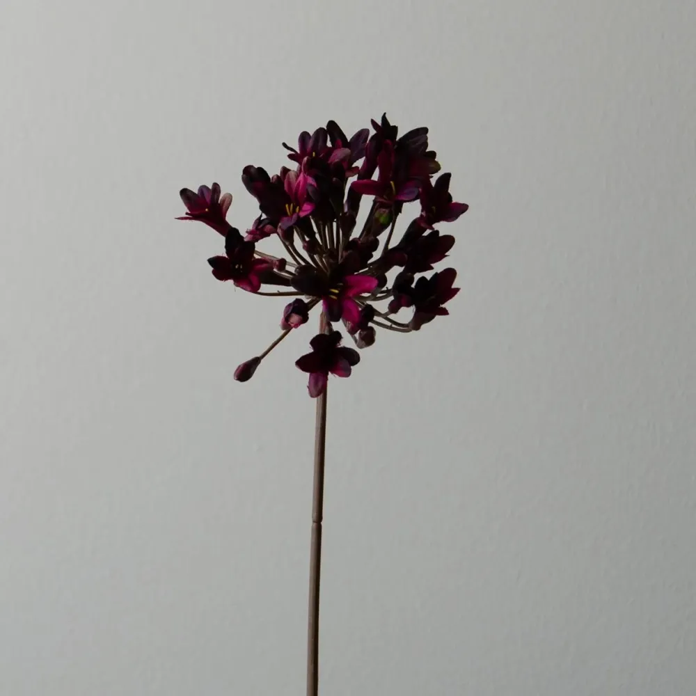 Botané Studios Kunstige Blomster>Agapanthus Flower Dark Red
