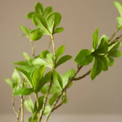 Botané Studios Kunstige Blomster>Enkianthus Perulatus Leave Green