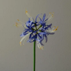 Botané Studios Kunstige Blomster>Higanbana "Spider Lilies" Amaryllis Flower Blue
