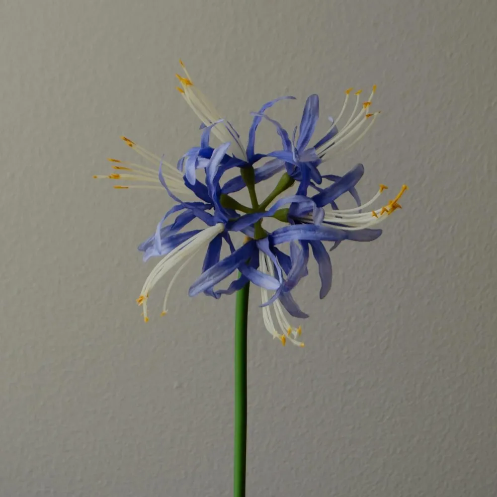 Botané Studios Kunstige Blomster>Higanbana "Spider Lilies" Amaryllis Flower Blue