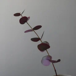 Botané Studios Kunstige Blomster>Small Eucalyptus Leave Purple
