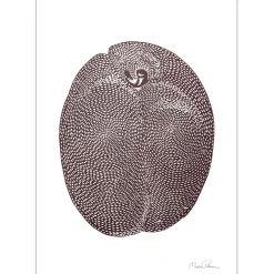 Monika Petersen Illustrationer & Plakater>Plum A5